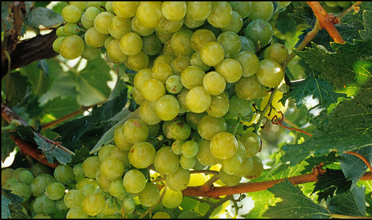 V�na a Pisco z Peru