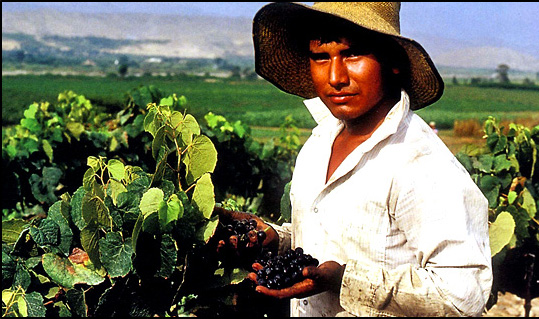 V�na a Pisco z Peru